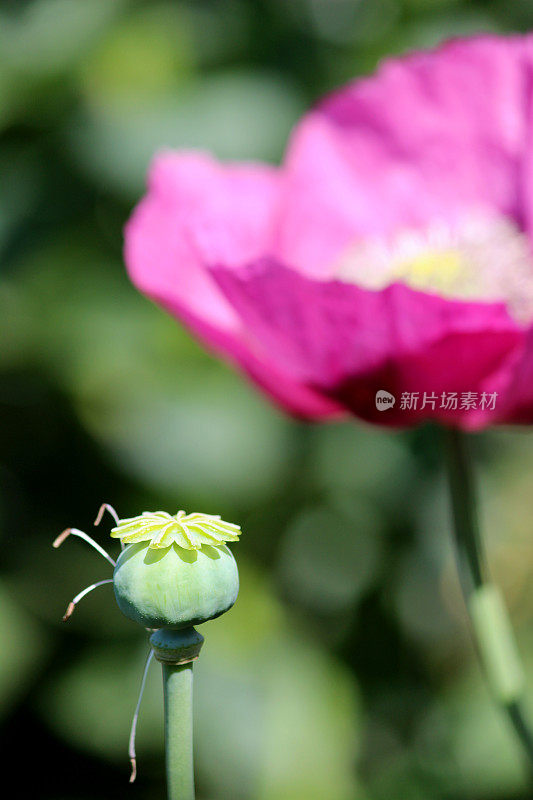 花园图像的紫色/粉红色罂粟花与种子头